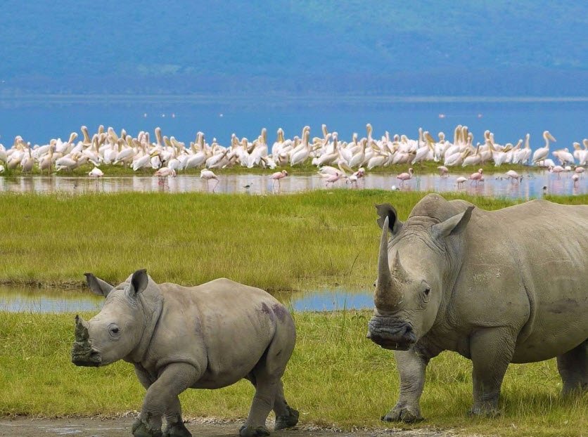 Lake Nakuru National Park, Nakuru County (Rift Valley), Kenya